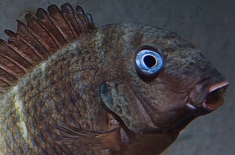 Tropheus sp. 'crescentic' Kongwe Green